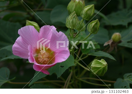 日本の美を象徴する花 131102463