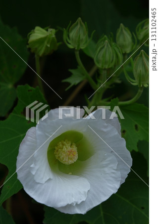 日本の美を象徴する花 日本の美を象徴する花 131102465