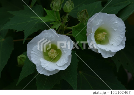 日本の美を象徴する花 131102467