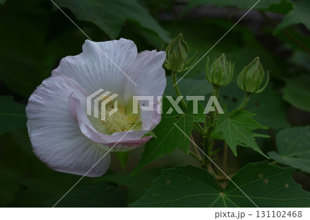 日本の美を象徴する花 日本の美を象徴する花 131102468