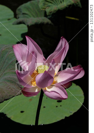ハス スイレン 蓮 131102473