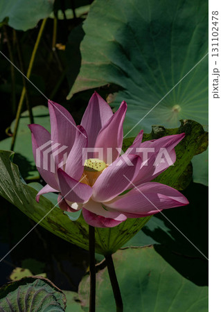 ハス スイレン 蓮 131102478