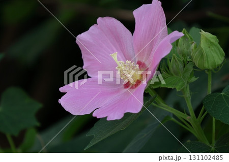 日本の美を象徴する花 131102485