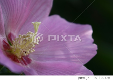 日本の美を象徴する花 131102486