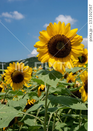 ひまわり 向日葵 ソレイユの丘 131102567