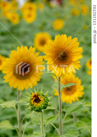 ひまわり 向日葵 ソレイユの丘 131102592