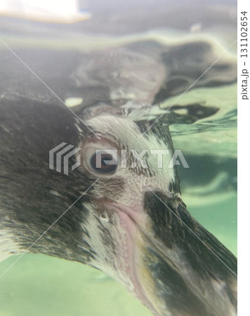 水面から顔を出すペンギン 水面から顔を出すペンギン 131102654