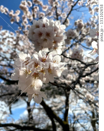 桜咲く 131102658