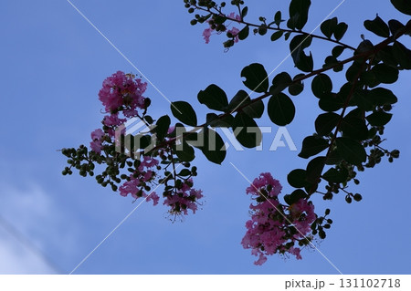 真夏の青空に映える 真夏の青空に映える 131102718