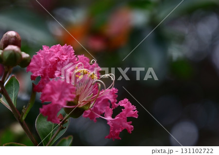 真夏の青空に映える 真夏の青空に映える 131102722