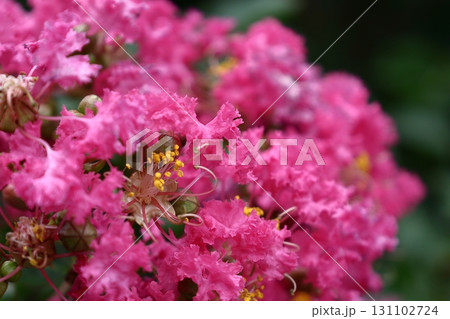 真夏の青空に映える 131102724