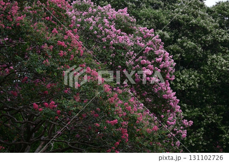真夏の青空に映える 真夏の青空に映える 131102726