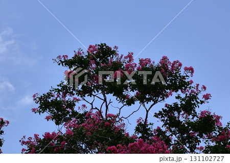 真夏の青空に映える 真夏の青空に映える 131102727