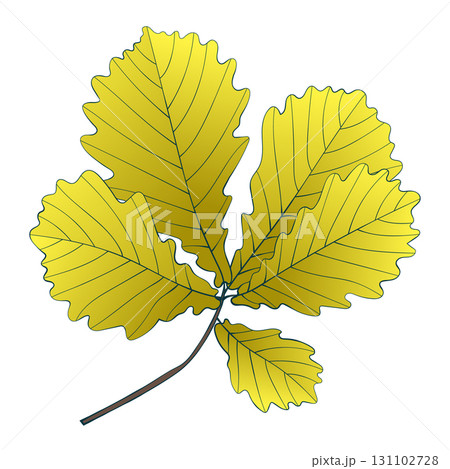 Hand-drawn gold autumn colored oak leaves branch isolated on white background. Flat and line style vector illustration. Hand-drawn gold autumn colored oak leaves branch isolated on white background. Flat and line style vector illustration. 131102728