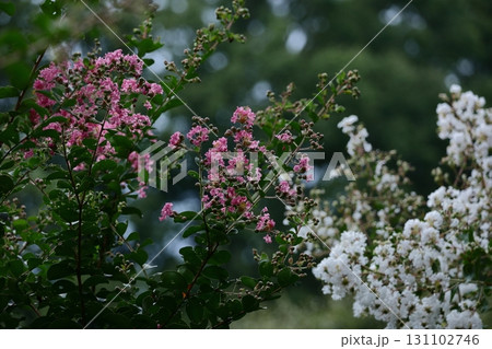 真夏の青空に映える 131102746