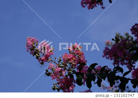真夏の青空に映える 真夏の青空に映える 131102747