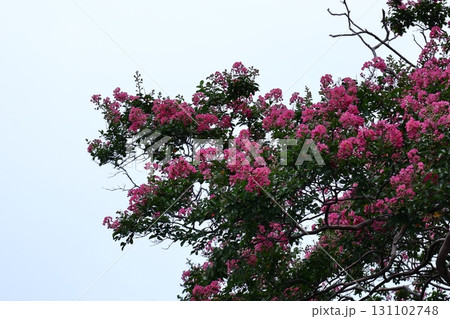 真夏の青空に映える 真夏の青空に映える 131102748