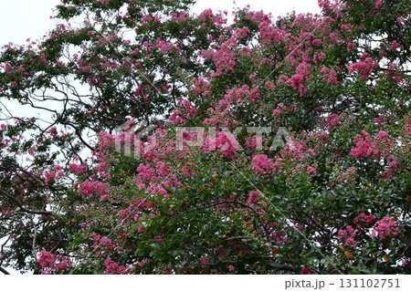 真夏の青空に映える 真夏の青空に映える 131102751