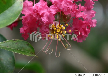 真夏の青空に映える 真夏の青空に映える 131102753