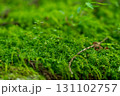 苔の森 131102757