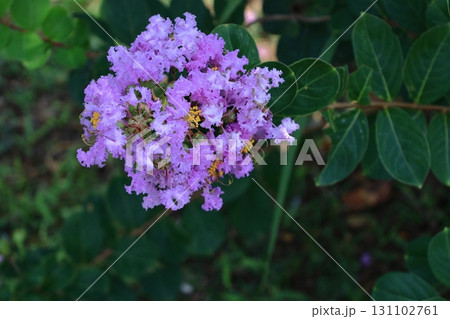 真夏の青空に映える 真夏の青空に映える 131102761