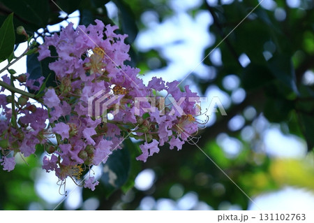 真夏の青空に映える 131102763