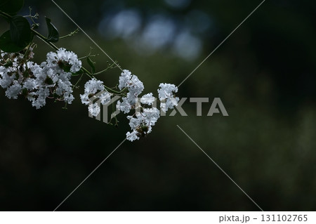 真夏の青空に映える 131102765