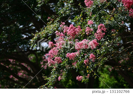 真夏の青空に映える 131102766