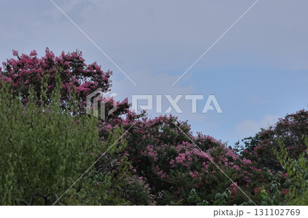 真夏の青空に映える 真夏の青空に映える 131102769