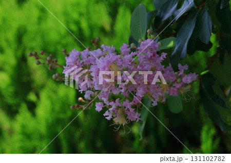 真夏の青空に映える 131102782