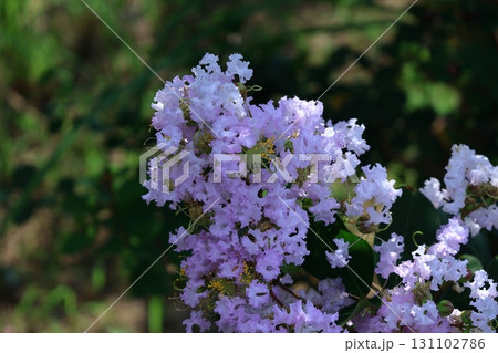真夏の青空に映える 真夏の青空に映える 131102786