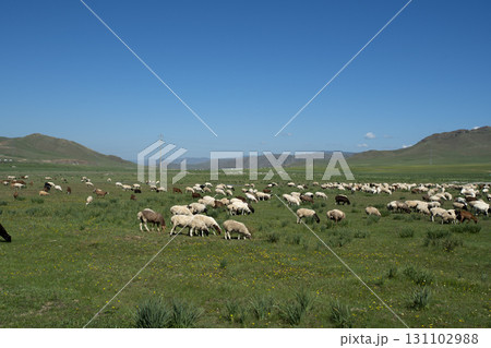 モンゴル　広大な草原と青空と羊 131102988