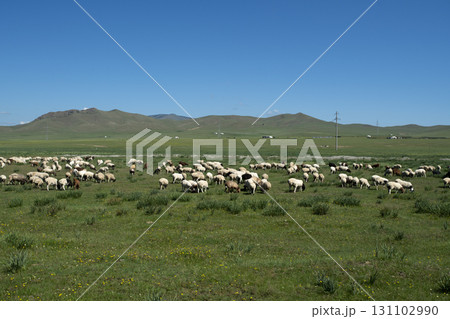 モンゴル 広大な草原と青空と羊 モンゴル 広大な草原と青空と羊 131102990