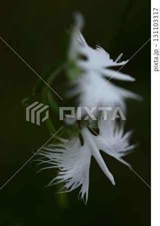 空を飛ぶ白鷺 131103317