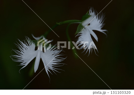 空を飛ぶ白鷺 空を飛ぶ白鷺 131103320