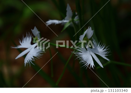 空を飛ぶ白鷺 131103340