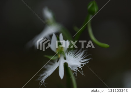 空を飛ぶ白鷺 空を飛ぶ白鷺 131103348