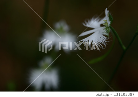 空を飛ぶ白鷺 131103387