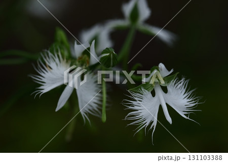 空を飛ぶ白鷺 131103388