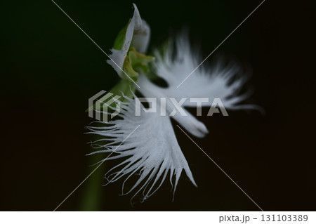 空を飛ぶ白鷺 131103389