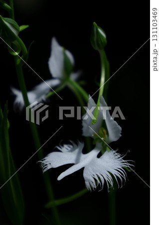 空を飛ぶ白鷺 空を飛ぶ白鷺 131103469