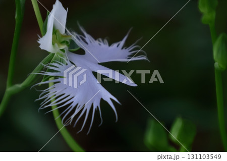空を飛ぶ白鷺 空を飛ぶ白鷺 131103549