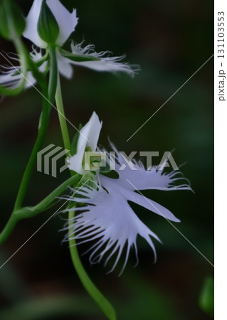 空を飛ぶ白鷺 131103553