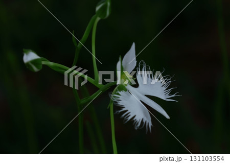 空を飛ぶ白鷺 131103554