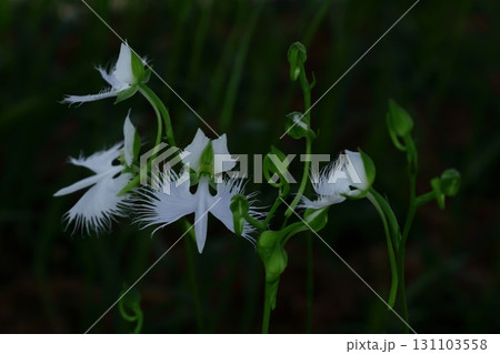 空を飛ぶ白鷺 空を飛ぶ白鷺 131103558