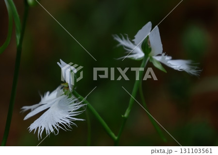 空を飛ぶ白鷺 空を飛ぶ白鷺 131103561