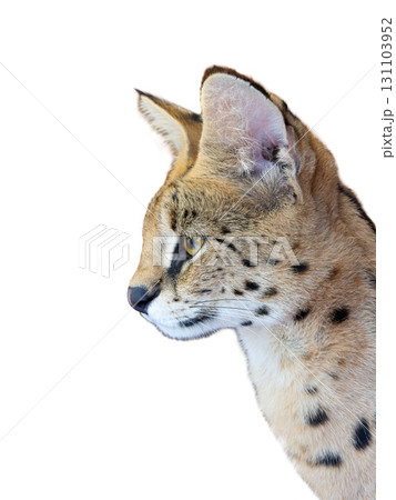 portrait serval isolated on a white background 131103952