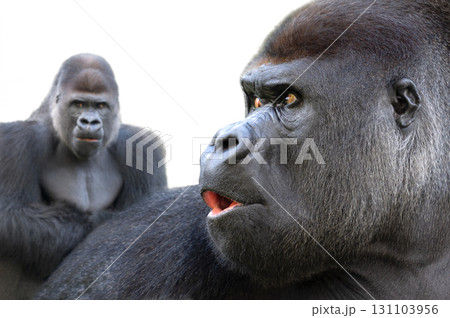 portrait lowland gorilla isolated on white background portrait lowland gorilla isolated on white background 131103956