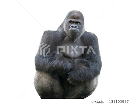 western lowland gorilla isolated on white background western lowland gorilla isolated on white background 131103957