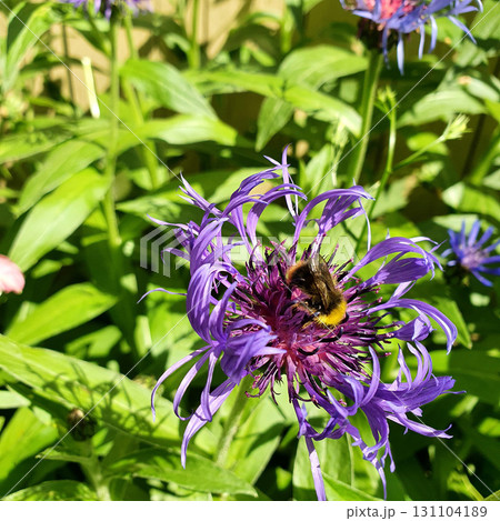 Bumblebee feeding on Centaurea montana flower with violet-blue petals and purple center, surrounded by green leaves and other blossoms in bright summer sunlight. 131104189